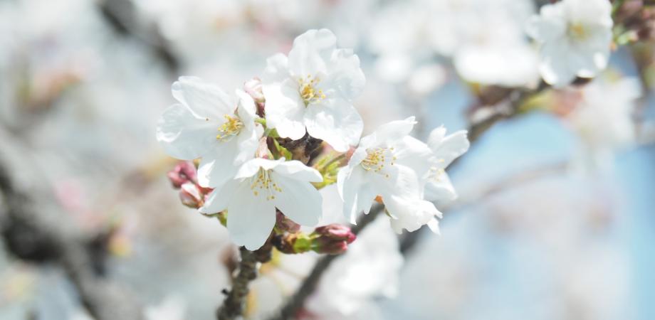 3月 桜と檸檬